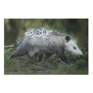 Cutest Baby Animals   Opossum Mom & Kids Künstlicher Leinwanddruck