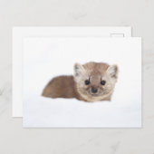 Cutest Baby Animals | Pine Marten Postkarte (Vorne/Hinten)