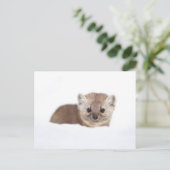 Cutest Baby Animals | Pine Marten Postkarte (Stehend Vorderseite)