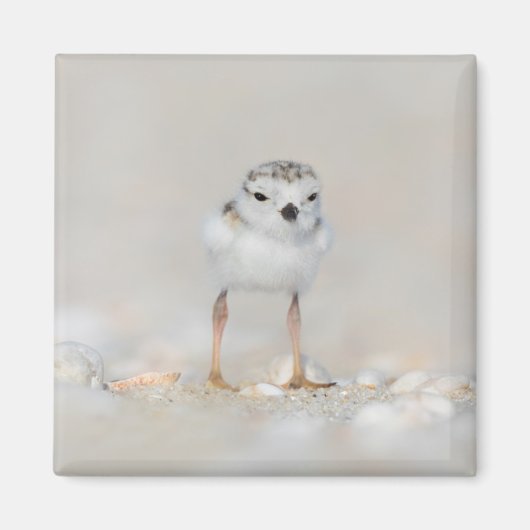 Cutest Baby Animals | Piping Plover Chick Magnet (Vorne)
