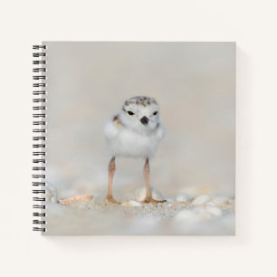 Cutest Baby Animals   Piping Plover Chick Notizblock