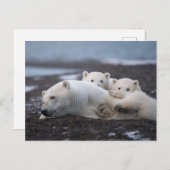 Cutest Baby Animals | Polar Bear Family Alaska Postkarte (Vorne/Hinten)
