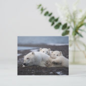 Cutest Baby Animals | Polar Bear Family Alaska Postkarte (Stehend Vorderseite)