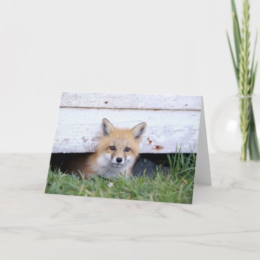 Cutest Baby Animals | Red Fox Kit Peeking Karte (Vorderseite)