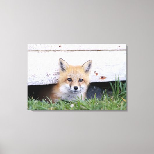 Cutest Baby Animals | Red Fox Kit Peeking Leinwanddruck (Vorderseite)