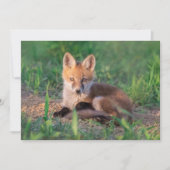 Cutest Baby Animals | Red Fox Kit Relaxing Dankeskarte (Vorderseite)
