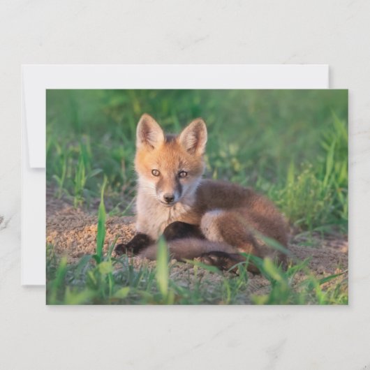 Cutest Baby Animals | Red Fox Kit Relaxing Dankeskarte (Vorderseite)