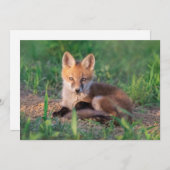Cutest Baby Animals | Red Fox Kit Relaxing Dankeskarte (Vorne/Hinten)