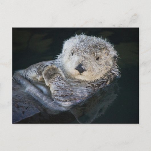 Cutest Baby Animals | Sea Otter Floating Postkarte (Vorderseite)