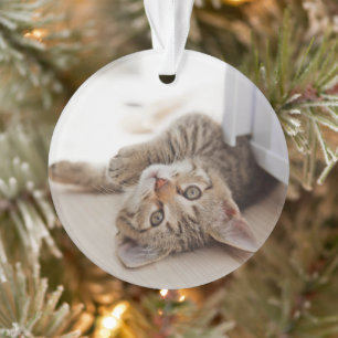 Cutest Baby Animals Shorthair Tabby Kitten Ornament