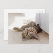 Cutest Baby Animals | Shorthair Tabby Kitten Postkarte (Vorne/Hinten)