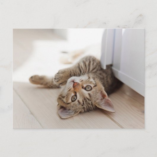 Cutest Baby Animals | Shorthair Tabby Kitten Postkarte (Vorderseite)