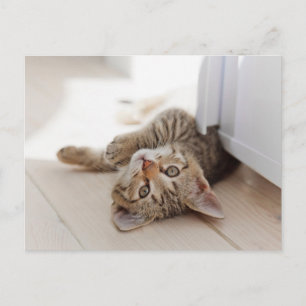 Cutest Baby Animals Shorthair Tabby Kitten Postkarte