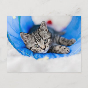 Cutest Baby Animals   Tabby Kitten in Play Tunnel Postkarte