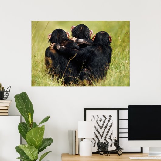 Cutest Baby Animals | Three Chimpanzees Hugging Poster (Heimbüro)