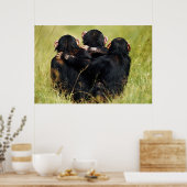 Cutest Baby Animals | Three Chimpanzees Hugging Poster (Küche)