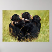 Cutest Baby Animals | Three Chimpanzees Hugging Poster (Vorne)