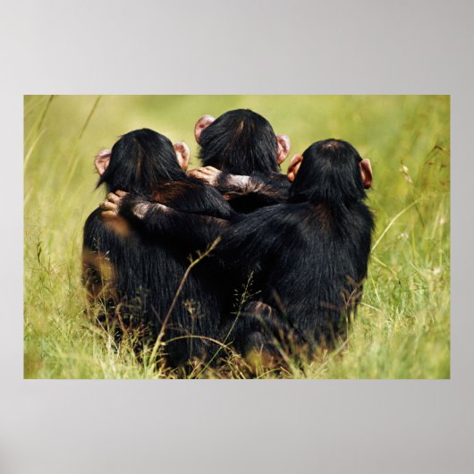 Cutest Baby Animals | Three Chimpanzees Hugging Poster (Vorne)