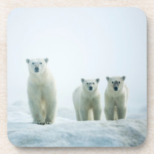 Cutest Baby Animals Three Young Polar Bears Getränkeuntersetzer