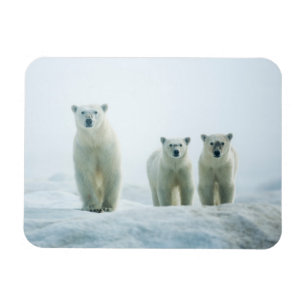 Cutest Baby Animals   Three Young Polar Bears Magnet