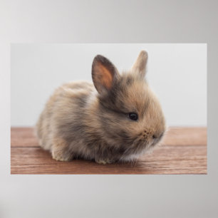 Cutest Baby Animals Tiny Baby Bunny Poster