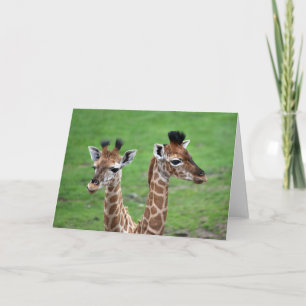 Cutest Baby Animals   Two Baby Giraffes Karte