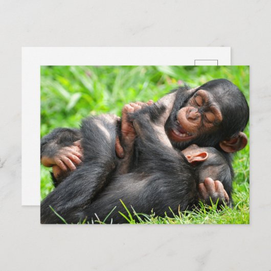Cutest Baby Animals | Two Young Chimpanzees Postkarte (Vorne/Hinten)