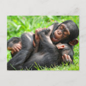 Cutest Baby Animals | Two Young Chimpanzees Postkarte (Vorderseite)