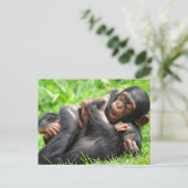 Cutest Baby Animals | Two Young Chimpanzees Postkarte (Stehend Vorderseite)