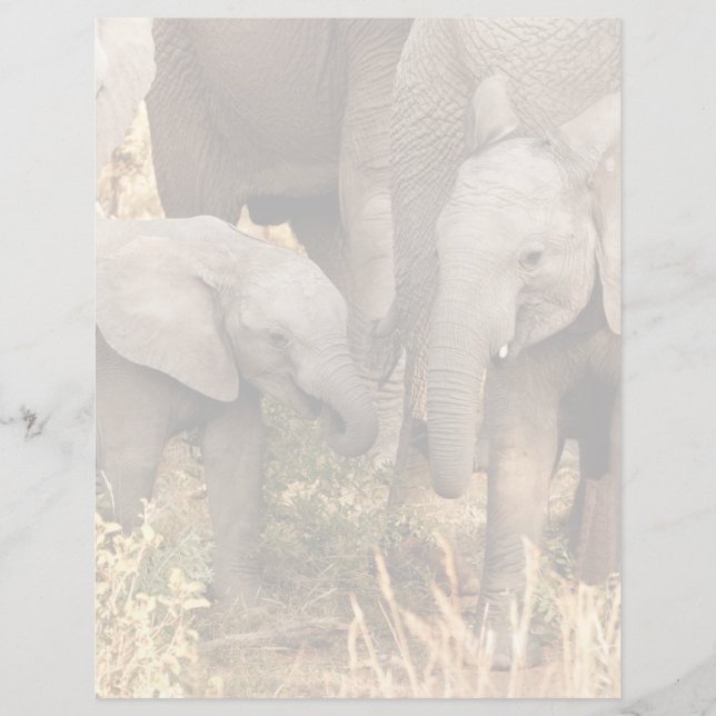 Cutest Baby Animals | Two Young Elephants (Vorderseite)