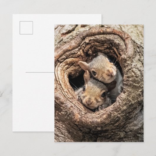 Cutest Baby Animals | Two Young Squirrels Postkarte (Vorne/Hinten)