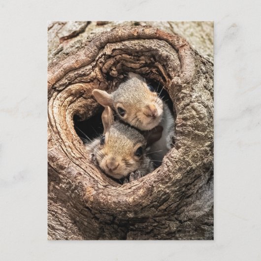 Cutest Baby Animals | Two Young Squirrels Postkarte (Vorderseite)