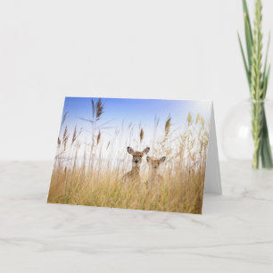 Cutest Baby Animals   Two Young White Tailed Deer Karte