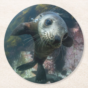 Cutest Baby Animals Underwater Cape Fur Seal Runder Pappuntersetzer