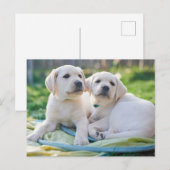 Cutest Baby Animals | Yellow Labrador Retrievers Postkarte (Vorne/Hinten)