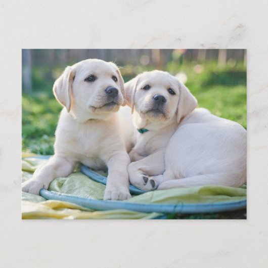 Cutest Baby Animals | Yellow Labrador Retrievers Postkarte (Vorderseite)