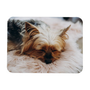 Cutest Baby Animals Yorkshire Terrier Magnet