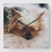 Cutest Baby Animals | Yorkshire Terrier Quadratische Wanduhr (Vorderseite)