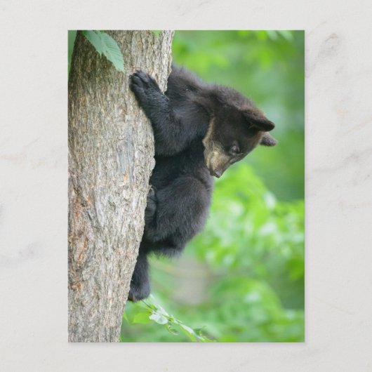 Cutest Baby Animals | Young Black Bear Cub Postkarte (Vorderseite)