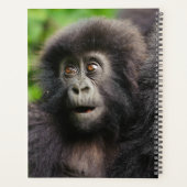Cutest Baby Animals | Young Mountain Gorilla Planer (Rückseite)
