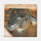 Cutey Llama Farm Animal Fotografy Magnet (Vorne)