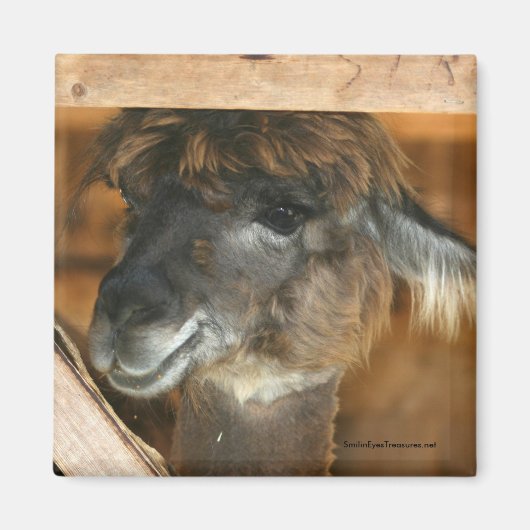 Cutey Llama Farm Animal Fotografy Magnet (Vorne)