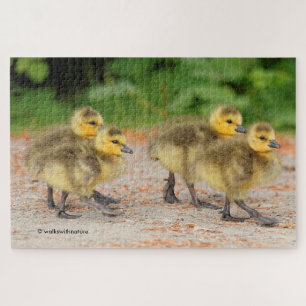 Cutness on Parade: Goose Goslings Puzzle