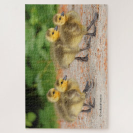 Cutness on Parade: Goose Goslings Puzzle