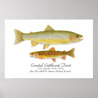 Cutthroat Forelle Art Poster