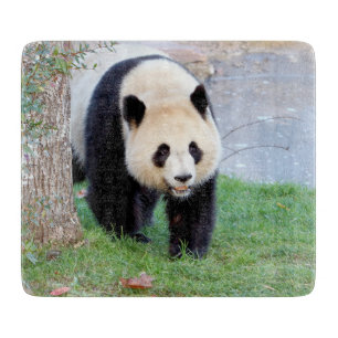Cutting Board Foto Riesenpanda , Tiere 0144. Schneidebrett