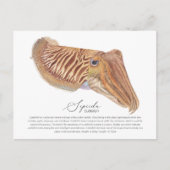 Cuttlefish Postkarte (Vorderseite)