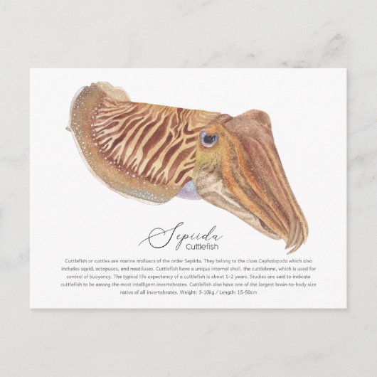 Cuttlefish Postkarte (Vorderseite)