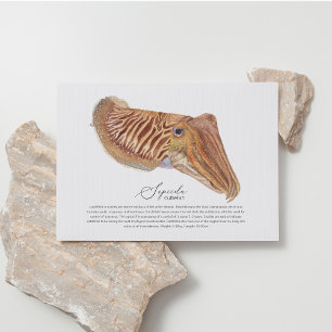 Cuttlefish Postkarte