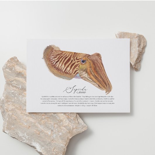 Cuttlefish Postkarte
